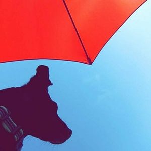 Meet your Posher, Riley